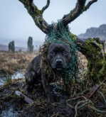 From the Brink of Despair: The Tiny Soul Saved from the Thorns