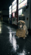 Understanding the Profound Reality of Stray Animal Neglect and Our Collective Duty to Protect Them