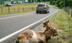 Heartbreaking Footage: A Loyal Baby Goat Refuses to Leave Its Injured Mother’s Side by a Busy Highway