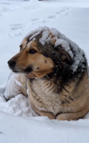 Every Breath Was a Battle: The Heartbreaking Story of a Puppy Left to Suffocate Alone