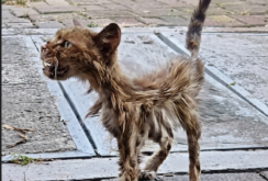 This Scruffy Cat Refused to Leave the Exact Same Sidewalk For Days—Until a Stranger Looked Closer