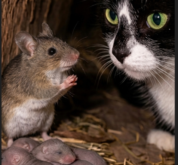 The Barnyard Miracle: How a Mother Mouse Defied Nature to Save Her Babies