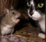 The Barnyard Miracle: How a Mother Mouse Defied Nature to Save Her Babies