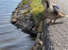 The Screams from the Stone Wall: A Lakeside Rescue That Reminds Us Why Humanity Matters