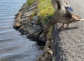 The Screams from the Stone Wall: A Lakeside Rescue That Reminds Us Why Humanity Matters