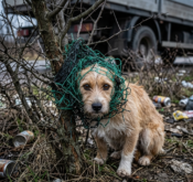 Entangled in the Thorns: The Small Dog Whipped by Fear and Greenery
