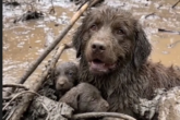 Dog Found Trapped Under Mud Protecting Her Puppies
