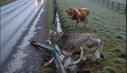 Young Calf Trapped In A Roadside Ditch While Its Mother Watches Helplessly