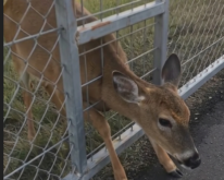 A Young Deer Was Found Tangled In A Highway Fence