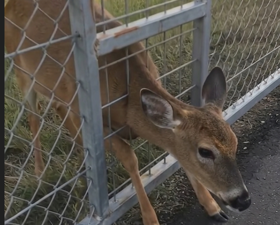 A Young Deer Was Found Tangled In A Highway Fence