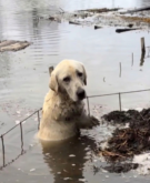 “Please Don’t Leave Me”: The Heartbreaking Moment a Trapped Dog Begged Rescuers for Her Life