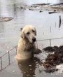 “Please Don’t Leave Me”: The Heartbreaking Moment a Trapped Dog Begged Rescuers for Her Life