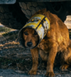 The Dog with the Yellow Can: A Silent Cry for Help Under the Shadows