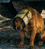 The Dog with the Yellow Can: A Silent Cry for Help Under the Shadows