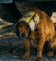 The Dog with the Yellow Can: A Silent Cry for Help Under the Shadows