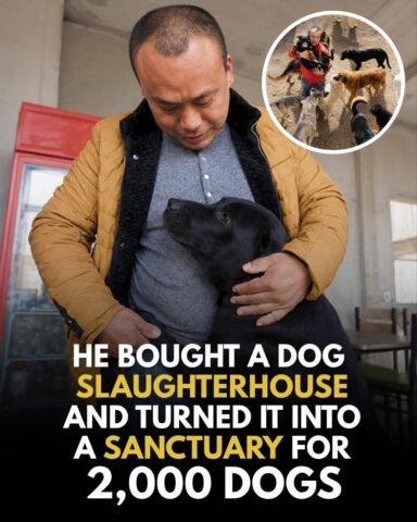 From Slaughter to Sanctuary: The Man Who Saved 2,000 Lives