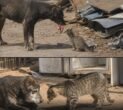 The Landfill Loyalty: Photo of Stray Dog and Cat 8 Years Apart Breaks the Internet