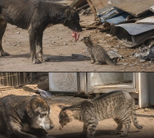 The Landfill Loyalty: Photo of Stray Dog and Cat 8 Years Apart Breaks the Internet