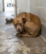 She Was Left Alone on a Cold Concrete Floor. The Silent Reason Behind This Mother Dog’s Tears Will Break Your Heart.