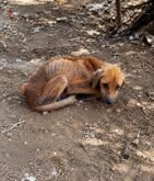 The Loneliest Kind of Fear: The Quiet Heartbreak of a Dog Left Behind