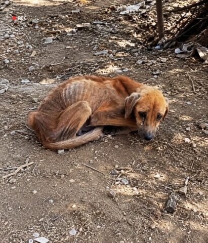 The Loneliest Kind of Fear: The Quiet Heartbreak of a Dog Left Behind