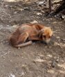 The Loneliest Kind of Fear: The Quiet Heartbreak of a Dog Left Behind