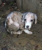 Left in the Cold: The Heartbreaking Image of a Forgotten Soul That Will Break Your Heart