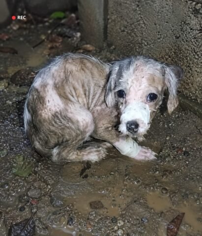 Left in the Cold: The Heartbreaking Image of a Forgotten Soul That Will Break Your Heart