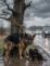 The Highway Nightmare: How Luna and Her Puppies Survived a Frightening Storm
