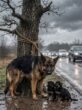 The Highway Nightmare: How Luna and Her Puppies Survived a Frightening Storm