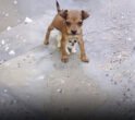 The Power of a Brave Heart: Tiny Puppy Risks Everything to Protect His Kitten Best Friend