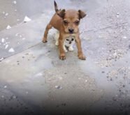The Power of a Brave Heart: Tiny Puppy Risks Everything to Protect His Kitten Best Friend