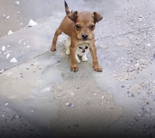 The Power of a Brave Heart: Tiny Puppy Risks Everything to Protect His Kitten Best Friend