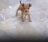 The Power of a Brave Heart: Tiny Puppy Risks Everything to Protect His Kitten Best Friend