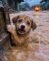 Alone in the Flood: A Heartbreaking Story of a Puppy Fighting for Survival