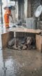 In the Pouring Rain, a Mother Dog Used a Cardboard Box to Shield Her Puppies From the Storm