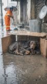 In the Pouring Rain, a Mother Dog Used a Cardboard Box to Shield Her Puppies From the Storm